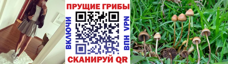 Псилоцибиновые грибы Cubensis  дарнет шоп  Серов 